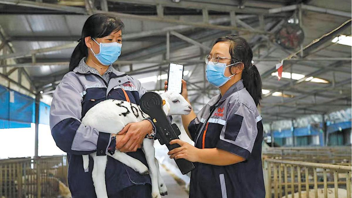In Tianjin, tech helps breed superior sheep